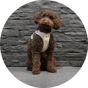 Pini-BESTBED-Team-Hund